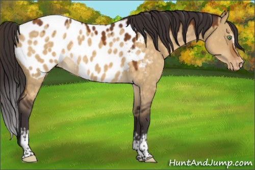 Horse Color:White Spotted Buckskin Dun Sabino Appaloosa 