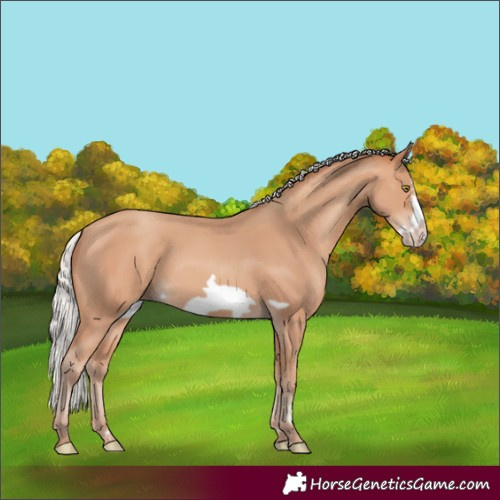 Horse Color:Silver Amber Champagne Frame 