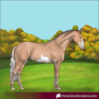 Horse Color:Silver Amber Champagne Frame 