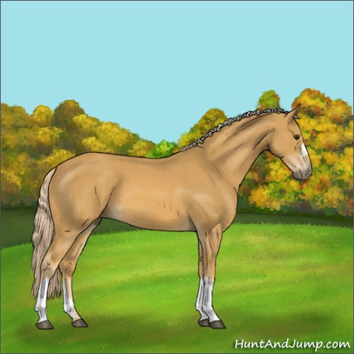 Horse Color:Palomino 