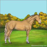 Horse Color:Palomino 