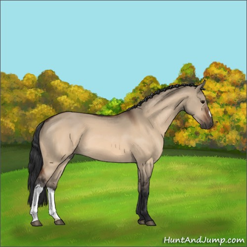 Horse Color:Bay Dun 