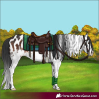 Horse Color:White Spotted Brown Splash Appaloosa 