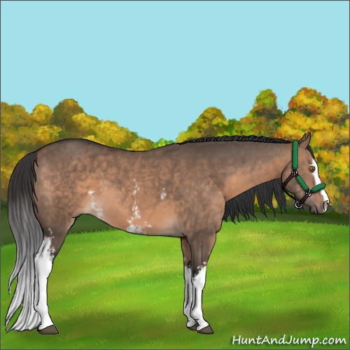 Horse Color:White Spotted Brown Dun Sabino