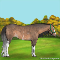 Horse Color:White Spotted Brown Dun Sabino 