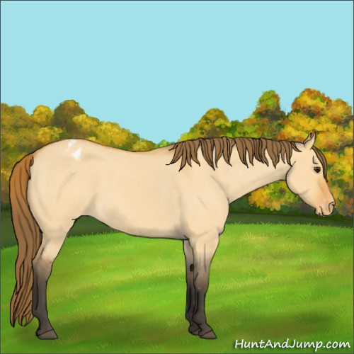 Horse Color:Buckskin Roan Dun Appaloosa 
