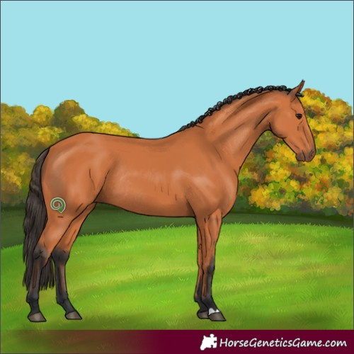 Horse Color:Bay Rabicano
