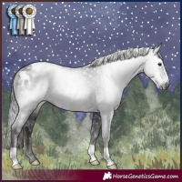 Horse Color:Gray Black Blanket Rabicano 