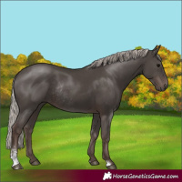 Horse Color:Silver Black Sabino Rabicano 