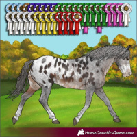 Horse Color:Brown Sabino Appaloosa Rabicano 