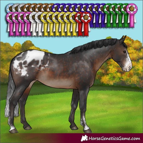 Horse Color:Brown Sabino Appaloosa Rabicano 