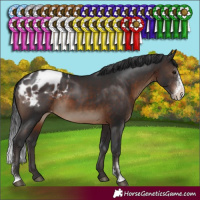 Horse Color:Brown Sabino Appaloosa Rabicano