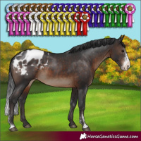 Horse Color:Brown Sabino Appaloosa Rabicano 