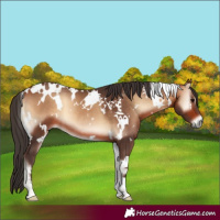 Horse Color:White Spotted Bay Onyx 
