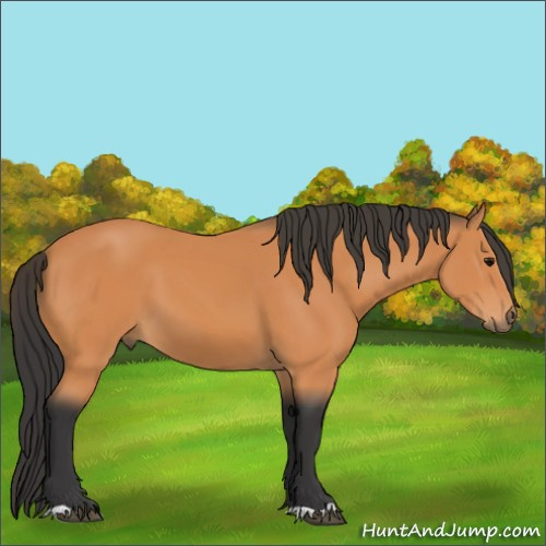 Horse Color:Unknown 