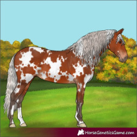 Horse Color:White Spotted Silver Brown