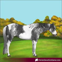 Horse Color:White Spotted Black Splash Tobiano Frame Varnish