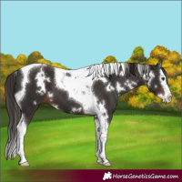 Horse Color:White Spotted Liver Chestnut Splash Tobiano 