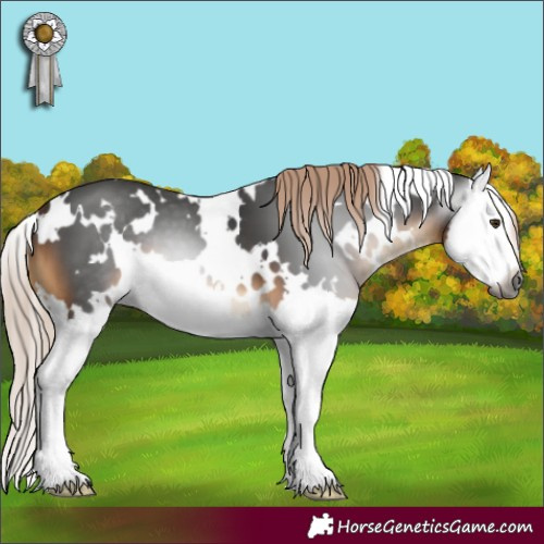 Horse Color:Gray White Spotted Chocolate Palomino Splash 