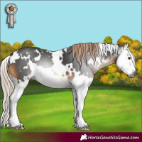 Horse Color:Gray White Spotted Chocolate Palomino Splash 