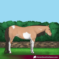 Horse Color:Bay Dun Tobiano 