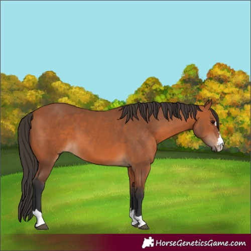 Horse Color:Bay 