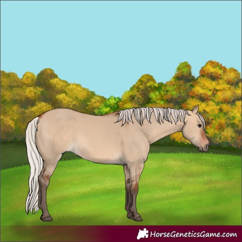 Horse Color:Silver Bay Dun