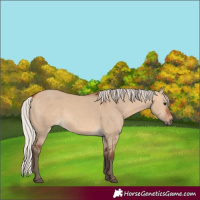 Horse Color:Silver Bay Dun 