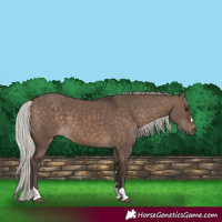 Horse Color:Silver Brown Dun 