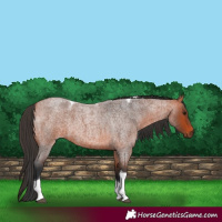 Horse Color:Bay Roan Tobiano 