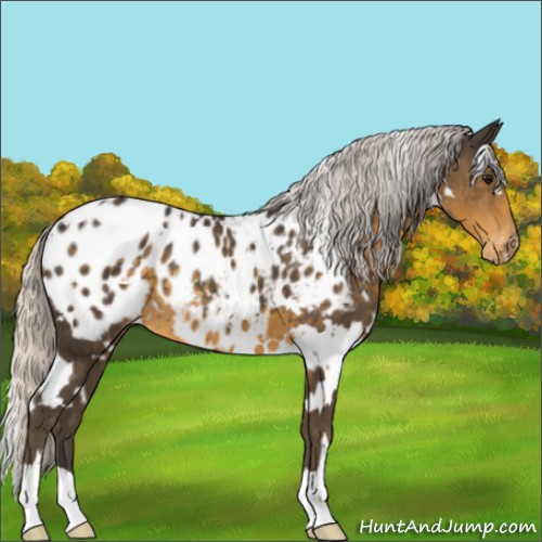 Horse Color:White Spotted Silver Smoky Black Appaloosa