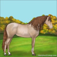 Horse Color:Smoky Black Pearl Sabino 