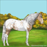 Horse Color:Silver Smoky Black Pearl Sabino Tobiano Appaloosa 