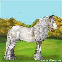 Horse Color:White Spotted Silver Smoky Black Sabino Appaloosa 