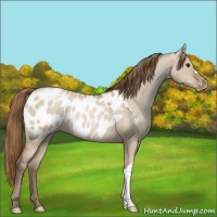 Horse Color:Grullo Pearl Appaloosa 