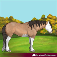 Horse Color:Bay Dun Splash 