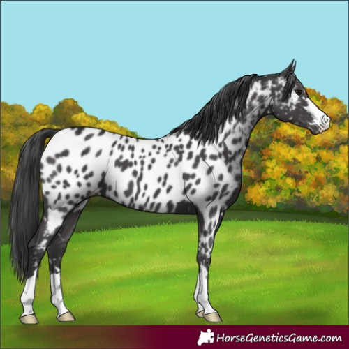 Horse Color:Black Appaloosa