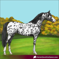 Horse Color:Black Appaloosa