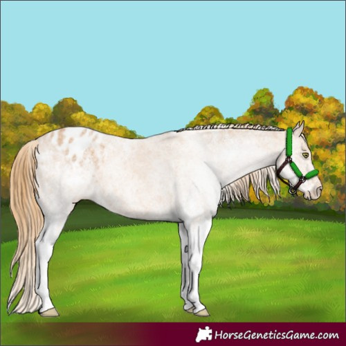 Horse Color:White Spotted Chestnut Varnish 