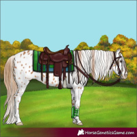 Horse Color:Chestnut Appaloosa