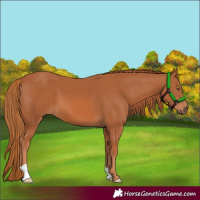 Horse Color:Chestnut 