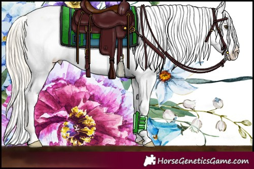 Horse Color:Palomino Appaloosa 