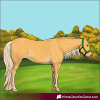 Horse Color:Palomino 