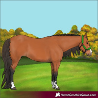 Horse Color:Bay 