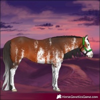 Horse Color:White Spotted Bay Splash