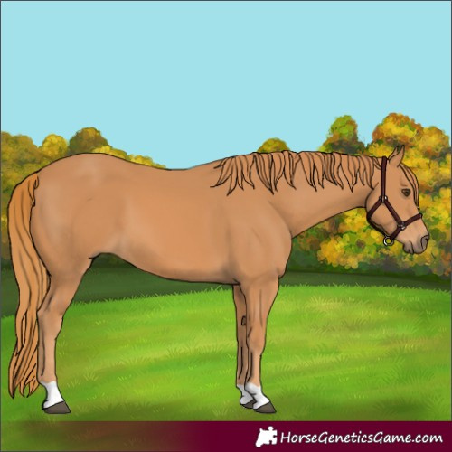 Horse Color:Chestnut 
