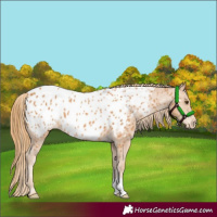 Horse Color:Chestnut Appaloosa