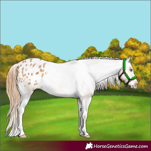 Horse Color:Chestnut Varnish 