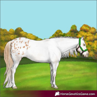 Horse Color:Chestnut Appaloosa 