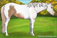 Horse Color:Chestnut Tobiano